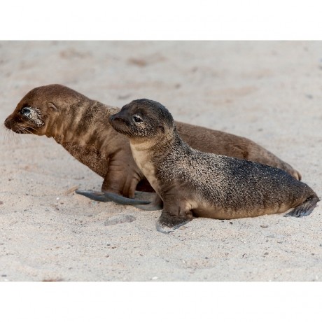 CALVENDO Puzzle CALVENDO Puzzle Seelowen Babys auf Galapagos Пазл CALVENDO Puzzle Детеныши морских львов на Галапагосах