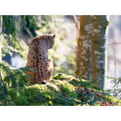 CALVENDO Puzzle CALVENDO Puzzle Luchs Пазл CALVENDO Пазл рысь