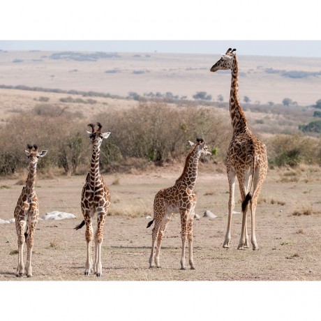 CALVENDO Puzzle CALVENDO Puzzle Emotionale Momente: Giraffen Пазл CALVENDO Puzzle Эмоциональные моменты: Жирафы