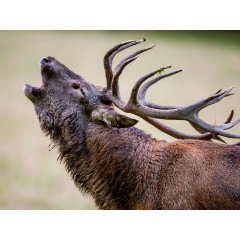 CALVENDO Puzzle CALVENDO Puzzle Emotionale Momente: Hirschbrunft. Part III. Пазл CALVENDO Пазл Эмоциональные моменты: Оленья гонка. Часть 3