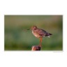CALVENDO Puzzle CALVENDO Puzzle Emotionale Momente: Die Vogelinsel Texel. \/ CH-Version Пазл CALVENDO Пазл Эмоциональные моменты: Птичий остров Тексел. \/ версия CH