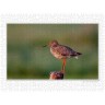 CALVENDO Puzzle CALVENDO Puzzle Emotionale Momente: Die Vogelinsel Texel. \/ CH-Version Пазл CALVENDO Пазл Эмоциональные моменты: Птичий остров Тексел. \/ версия CH