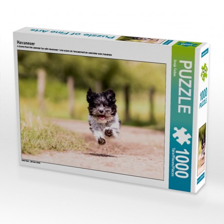 CALVENDO Puzzle CALVENDO Puzzle Havaneser Пазл CALVENDO Пазл Havanese