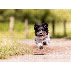 CALVENDO Puzzle CALVENDO Puzzle Havaneser Пазл CALVENDO Пазл Havanese