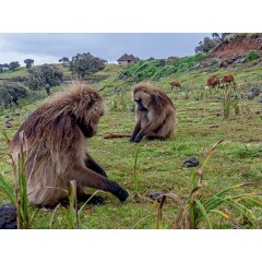 CALVENDO Puzzle CALVENDO Puzzle Dscheladas im Simien Mountains Nationalpark Пазл CALVENDO Puzzle Geladas в национальном парке Симиенские горы