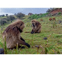 CALVENDO Puzzle CALVENDO Puzzle Dscheladas im Simien Mountains Nationalpark Пазл CALVENDO Puzzle Geladas в национальном парке Симиенские горы