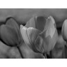 CALVENDO Puzzle CALVENDO Puzzle Tulpen Пазл CALVENDO Пазл Тюльпаны