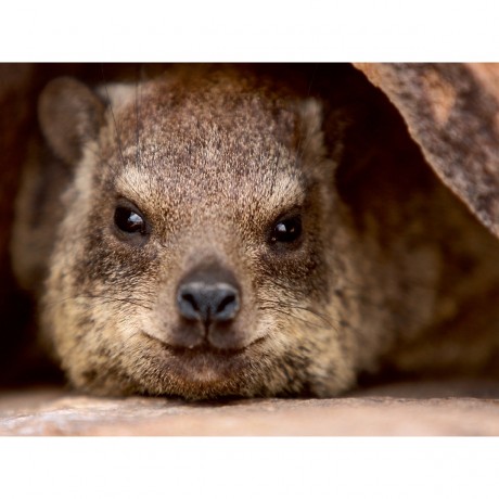 CALVENDO Puzzle CALVENDO Puzzle Klippschliefer in Namibia Пазл CALVENDO Puzzle Rock Hyrax в Намибии