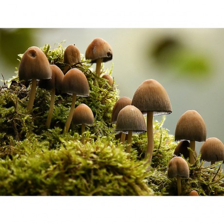 CALVENDO Puzzle CALVENDO Puzzle Versteckt im Moos Пазл CALVENDO Puzzle Спрятанный во мху