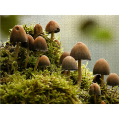 CALVENDO Puzzle CALVENDO Puzzle Versteckt im Moos Пазл CALVENDO Puzzle Спрятанный во мху