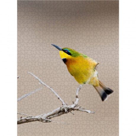 CALVENDO Puzzle CALVENDO Puzzle Bienenfresser Пазл CALVENDO Пазл пчелоед