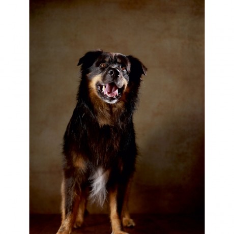 CALVENDO Puzzle CALVENDO Puzzle Hobbit Пазл CALVENDO Пазл Хоббит