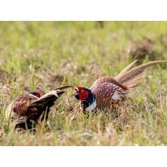 CALVENDO Puzzle CALVENDO Puzzle Emotionale Momente: Der Jagdfasan. Пазл CALVENDO Пазл Эмоциональные моменты: Охота на фазана.