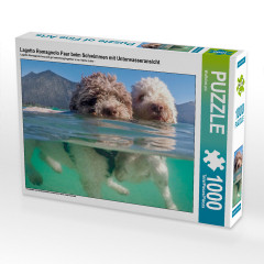 CALVENDO Puzzle CALVENDO Puzzle Lagotto Romagnolo Paar beim Schwimmen mit Unterwasseransicht Пазл CALVENDO Puzzle Lagotto Romagnolo Пара