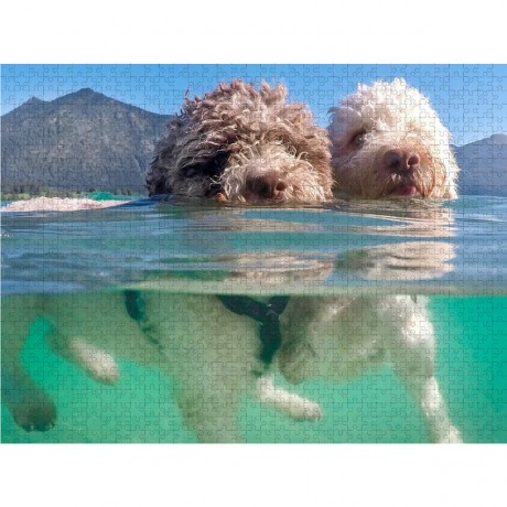 CALVENDO Puzzle CALVENDO Puzzle Lagotto Romagnolo Paar beim Schwimmen mit Unterwasseransicht Пазл CALVENDO Puzzle Lagotto Romagnolo Пара