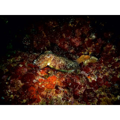 CALVENDO Puzzle CALVENDO Puzzle Sepia Пазл CALVENDO Пазл Сепия