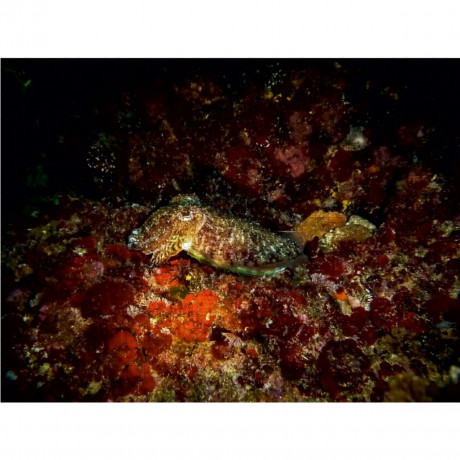 CALVENDO Puzzle CALVENDO Puzzle Sepia Пазл CALVENDO Пазл Сепия