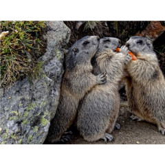 CALVENDO Puzzle CALVENDO Puzzle Gemeinsam teilen Пазл CALVENDO Puzzle Поделиться вместе