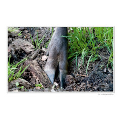 CALVENDO Puzzle CALVENDO Puzzle Emotionale Momente: Europaischer Elch. \/ CH-Version Пазл CALVENDO Пазл Эмоциональные моменты: Европейский лось. \/ версия CH