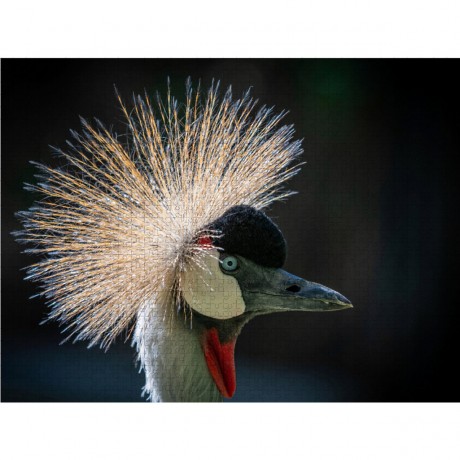 CALVENDO Puzzle CALVENDO Puzzle Stolzer Kronenkranich. Пазл CALVENDO Puzzle Гордый венценосный журавль.