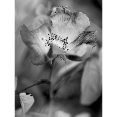 CALVENDO Puzzle CALVENDO Puzzle Abstrakte Blute in schwarzweiss Пазл CALVENDO Puzzle Абстрактные цветы в черно-белом цвете