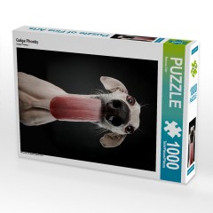 CALVENDO Puzzle CALVENDO Puzzle Galga Phoeby Пазл CALVENDO Puzzle Galga Phoeby
