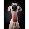 CALVENDO Puzzle CALVENDO Puzzle Galga Phoeby Пазл CALVENDO Puzzle Galga Phoeby