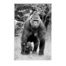 CALVENDO Puzzle CALVENDO Puzzle Emotionale Momente: Gorillas in black  white \/ CH-Version Пазл CALVENDO Puzzle Эмоциональные моменты: гориллы в черно-белом / Швейцарская версия