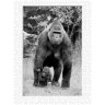 CALVENDO Puzzle CALVENDO Puzzle Emotionale Momente: Gorillas in black  white \/ CH-Version Пазл CALVENDO Puzzle Эмоциональные моменты: гориллы в черно-белом / Швейцарская версия