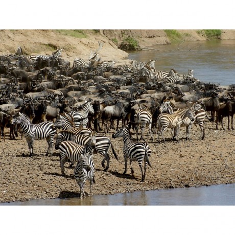 CALVENDO Puzzle CALVENDO Puzzle Begegnung Пазл CALVENDO Puzzle Encounter