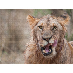 CALVENDO Puzzle CALVENDO Puzzle Emotionale Momente: Lowengesichter Пазл CALVENDO Puzzle Эмоциональные моменты: львиные морды