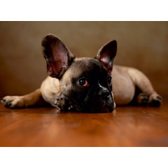 CALVENDO Puzzle CALVENDO Puzzle Rocky Пазл CALVENDO Puzzle Рокки