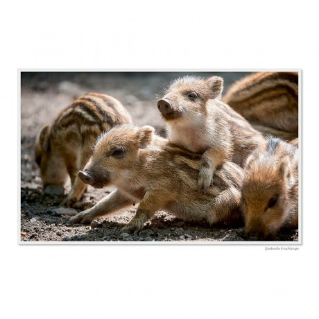 CALVENDO Puzzle CALVENDO Puzzle Emotionale Momente: Das Wildschwein. \/ CH-Version Пазл CALVENDO Пазл Эмоциональные моменты: Кабан. \/ версия CH