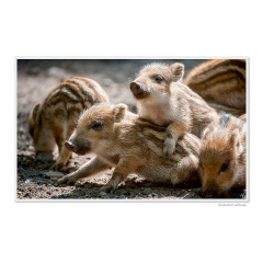 CALVENDO Puzzle CALVENDO Puzzle Emotionale Momente: Das Wildschwein. \/ CH-Version Пазл CALVENDO Пазл Эмоциональные моменты: Кабан. \/ версия CH