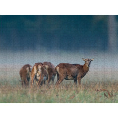 CALVENDO Puzzle CALVENDO Puzzle Emotionale Momente: Muffelwild. Пазл CALVENDO Пазл Эмоциональные моменты: муфлон.