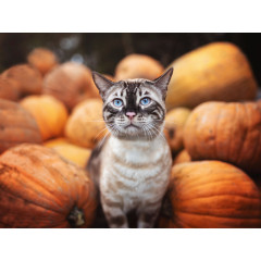 CALVENDO Puzzle CALVENDO Puzzle Herbstimpression Пазл CALVENDO Пазл Осеннее впечатление