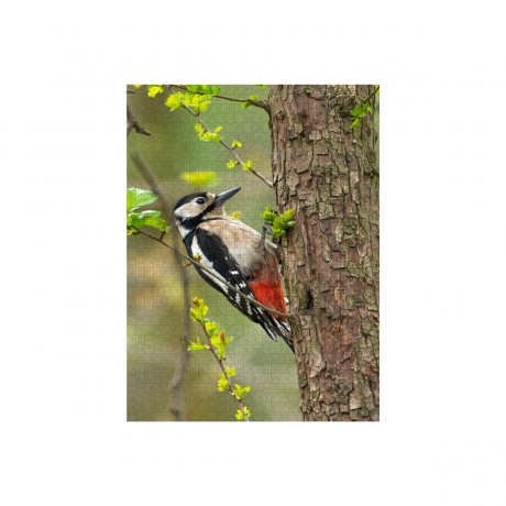 CALVENDO Puzzle CALVENDO Puzzle Der Buntspecht Пазл CALVENDO Puzzle Большой пестрый дятел