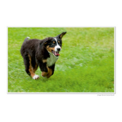 CALVENDO Puzzle CALVENDO Puzzle Emotionale Momente: Der beste Freund des Menschen. \/ CH-Version Пазл CALVENDO Пазл Эмоциональные моменты: Лучший друг человека. \/ версия CH