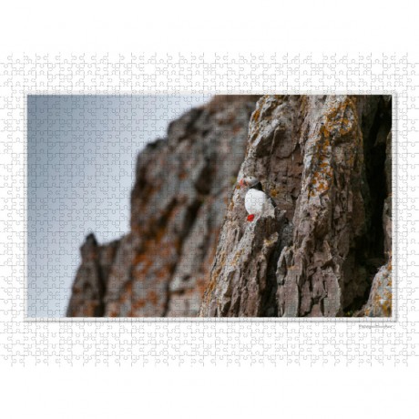 CALVENDO Puzzle CALVENDO Puzzle Emotionale Momente: Die Tierwelt der Arktis \/ CH-Version Пазл CALVENDO Puzzle Emotional Moments: The Animal World of the Arctic / CH version