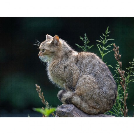 CALVENDO Puzzle CALVENDO Puzzle Eleganz und Schonheit Пазл CALVENDO Puzzle Элегантность и красота