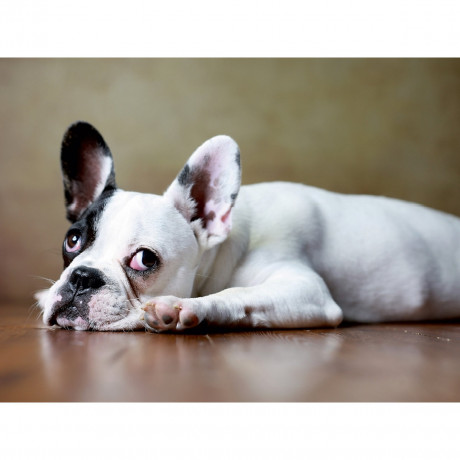 CALVENDO Puzzle CALVENDO Puzzle Bart Пазл CALVENDO Puzzle Борода