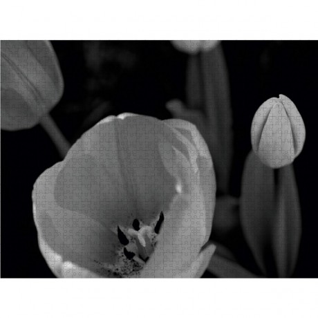 CALVENDO Puzzle CALVENDO Puzzle Tulpenbluten in schwarz\/weiss Пазл CALVENDO Puzzle Tulip расцветает в черно-белом цвете