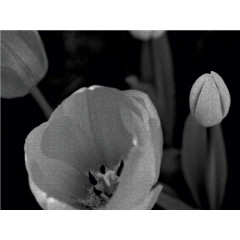CALVENDO Puzzle CALVENDO Puzzle Tulpenbluten in schwarz\/weiss Пазл CALVENDO Puzzle Tulip расцветает в черно-белом цвете