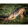 CALVENDO Puzzle CALVENDO Puzzle Mittagessen Schakal Пазл CALVENDO Puzzle Lunch Шакал