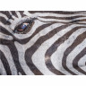 CALVENDO Puzzle CALVENDO Puzzle Der Blick des Zebras Пазл CALVENDO Puzzle Взгляд зебры