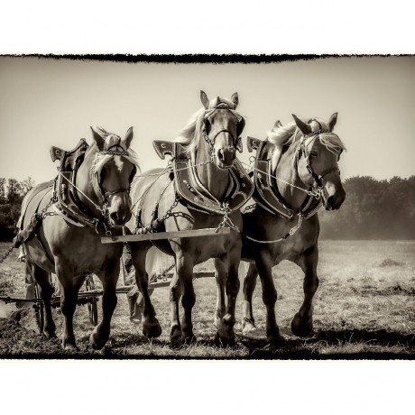 CALVENDO Puzzle CALVENDO Puzzle Pflugen mit drei Pferden Пазл CALVENDO Puzzle Плуги с тремя лошадьми