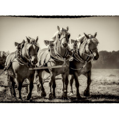 CALVENDO Puzzle CALVENDO Puzzle Pflugen mit drei Pferden Пазл CALVENDO Puzzle Плуги с тремя лошадьми