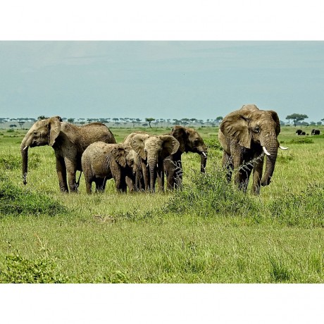 CALVENDO Puzzle CALVENDO Puzzle Elefantenherde Пазл CALVENDO Пазл стадо слонов