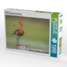 CALVENDO Puzzle CALVENDO Puzzle Die Uferschnepfe Limosa limosa Пазл CALVENDO Puzzle Чернохвостый веретенник Limosa limosa