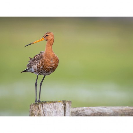CALVENDO Puzzle CALVENDO Puzzle Die Uferschnepfe Limosa limosa Пазл CALVENDO Puzzle Чернохвостый веретенник Limosa limosa